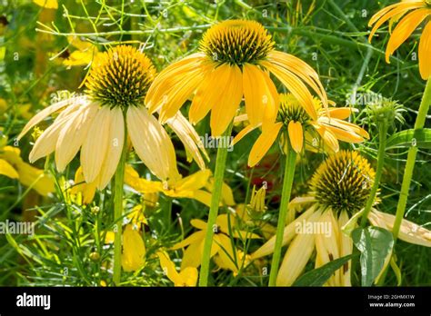 Echinacea Purpurea Cheyenne Spirit Stock Photo Alamy