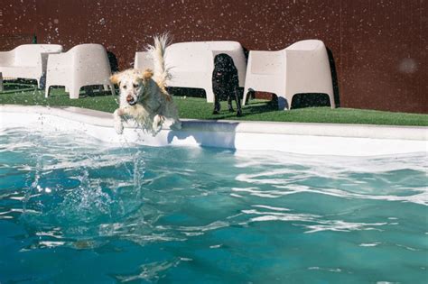 Las Mejores Piscinas Para Perros En Madrid Donde Refrescarlos Estos