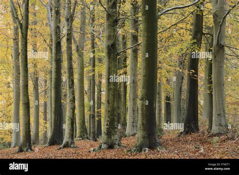 Comunes De Haya Fagus Sylvatica H Bitat De Bosques Caducifolios Con