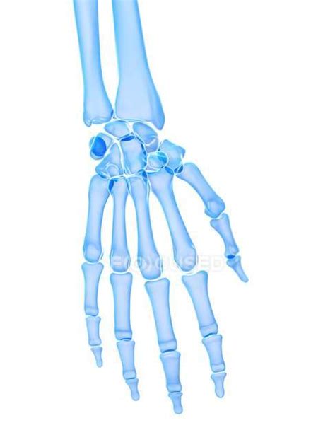 Anatomy of human skeleton hand bones, computer illustration. — science, arm - Stock Photo ...