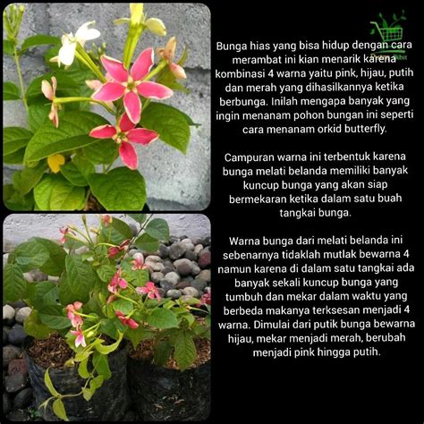 Jual Bibit Tanaman Bunga Melati Belanda Pink Holland Hias Outdoor