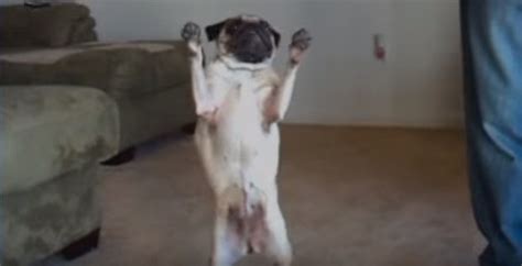 Video This Pug Has Rhythm Just Watch Her Dance Moves Leashes