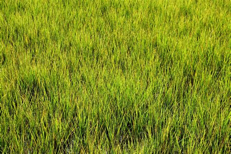 Swamp Grass Free Stock Photo Public Domain Pictures