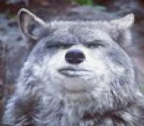 Create Meme The Disgruntled Wolf Wolf Memes Proud Wolf Pictures