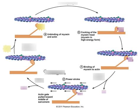 PEES 310 Sliding filament theory Diagram | Quizlet