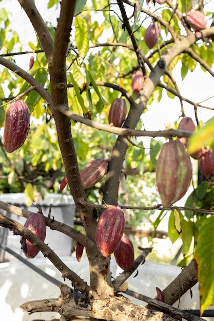 Premium Photo Cacao Tree Theobroma Cacao Organic Cocoa Fruit Pods In