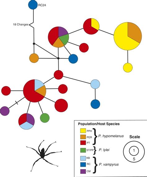 Lack Of Population Genetic Structure And Host Specificity In The Bat