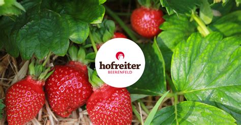 Erdbeeren Hofreiter Selber Ernten Beeren Gem Se Beerencaf M Nchen