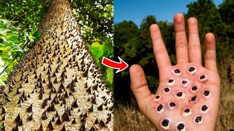 Most Dangerous Trees You Should Never Touch Youtube