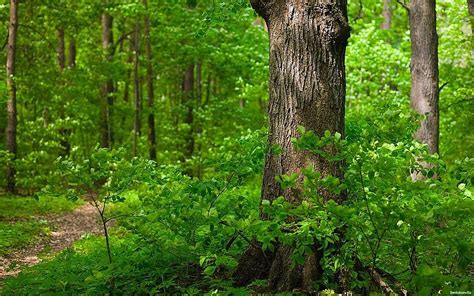 Основний аудит Дочірнього підприємства "Коростенський лісгосп АПК ...