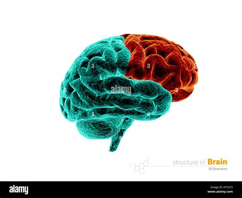 Anatomie Du Lobe Frontal Du Cerveau Humain Structure Lanatomie Du