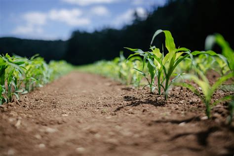 Sustainability Hub Crisp Malt Usa Anglia Maltings Holdings Ltd