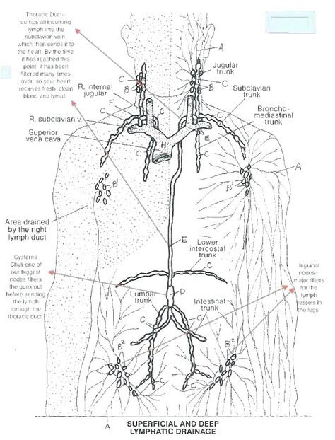 Free Printable Human Anatomy Coloring Pages At Getcolorings Free