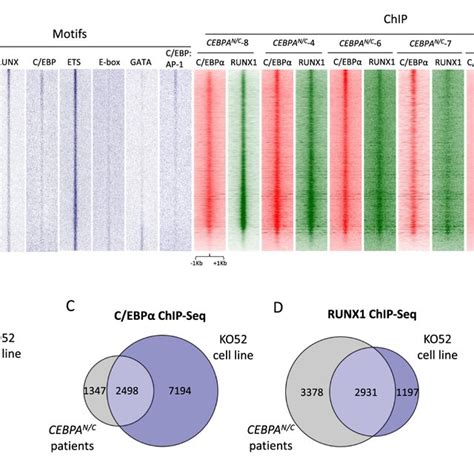 The Binding Pattern Of C Ebp Runx And Fos In Primary Cells And A