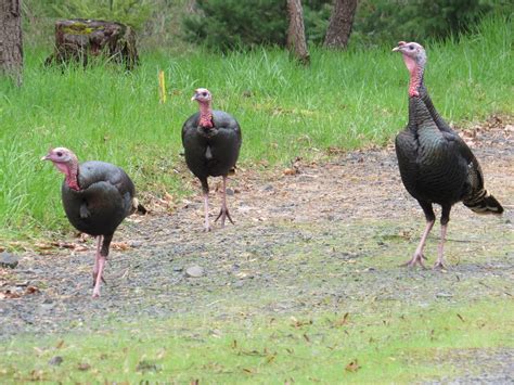 Garden Grumbles and Cross Stitch Fumbles: Lucky Stitch Lucky Birds