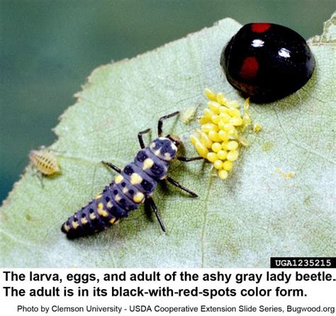 Ladybird Beetle Life Cycle