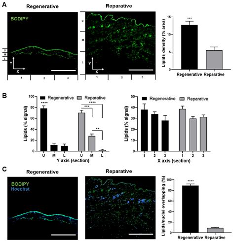 Cells Free Full Text Comprehensive Characterization Of Tissues