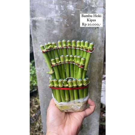 Jual Bambu Hoki Bambu Air Tanaman Sri Rejeki Shopee Indonesia