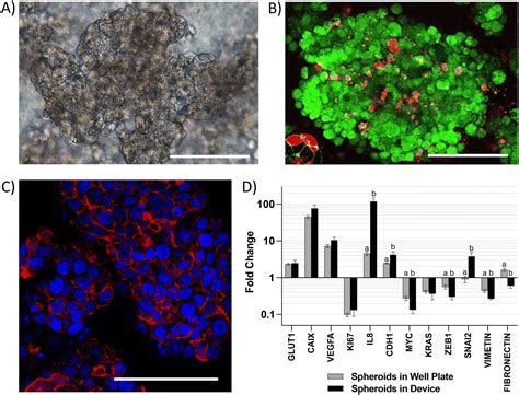 A microfluidic co-culture model for investigating colonocytes ... 