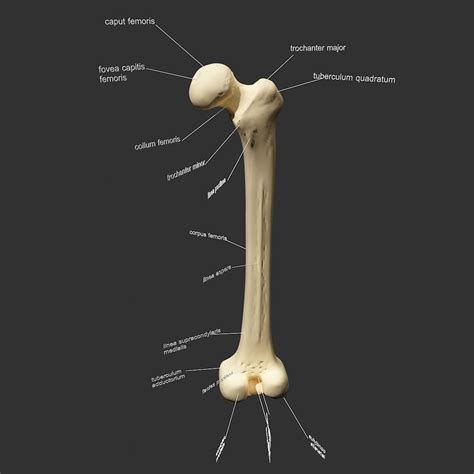 Realistic Femur 3d 3ds