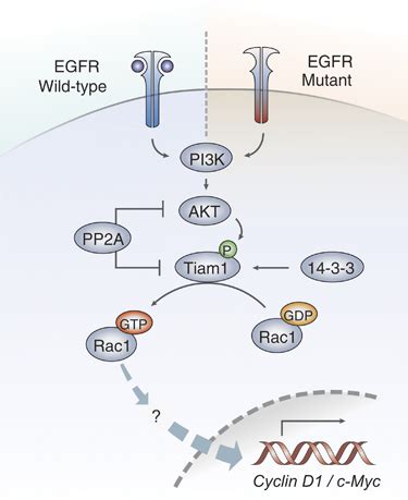 A Model Mutated Egfr Or Ligand Bound Wild Type Egfr Leads To Pi K Akt