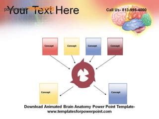 Editable Animated Brain Anatomy Powerpoint Template Ppt – NBKomputer