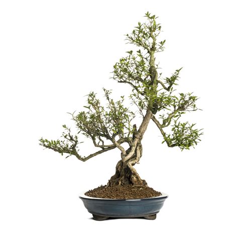 How To Grow A Wisteria Bonsai Tree Grow A Bonsai Tree