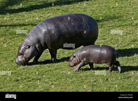 Baby hippopotamus hi-res stock photography and images - Alamy