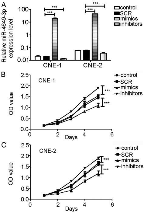 MicroRNA 4649 3p Inhibits Cell Proliferation By Targeting Protein