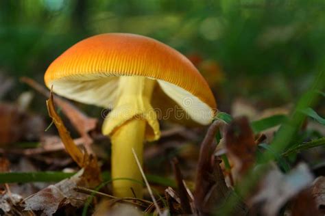 Amanita caesarea mushroom stock image. Image of amanita - 105041283