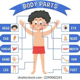 Body Parts Vocabulary Illustration Stock Vector Royalty Free