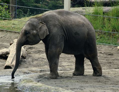 Reasons to Be a Zoologist