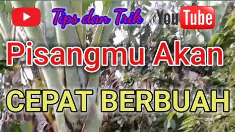 Trik Supaya Pisang Cepat Berbuah Youtube