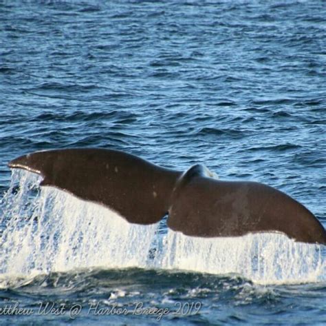 Rare Sight Sperm Whales — Which Have The World’s Largest Brains — Spotted Off Palos Verdes