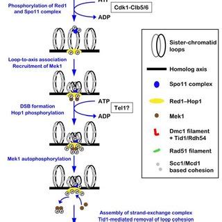 Molecular Model Of Crossover And Noncrossover Pathways Nascent