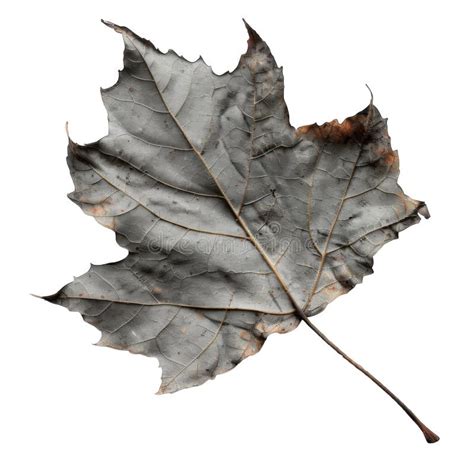 A Delicate, Dried Maple Leaf with Intricate Veins Stock Image ...