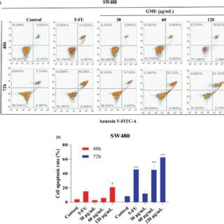 Effects Of Gme On Apoptosis And Cell Cycle Distribution In Sw Cells