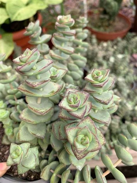 Crassula Coccinea Anticucho Vivero De Los Reyes