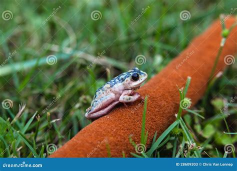 Tree Frog Wetland Stock Image Image Of Amphibians Frog 28609303