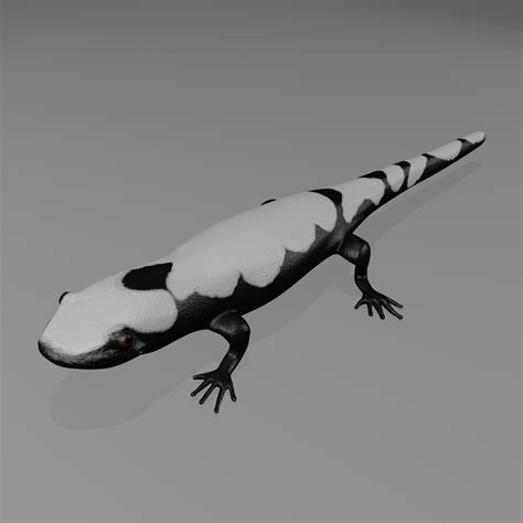 Marbled Salamander 3D Model $30 - .blend .c4d .dae .fbx .max .obj - Free3D