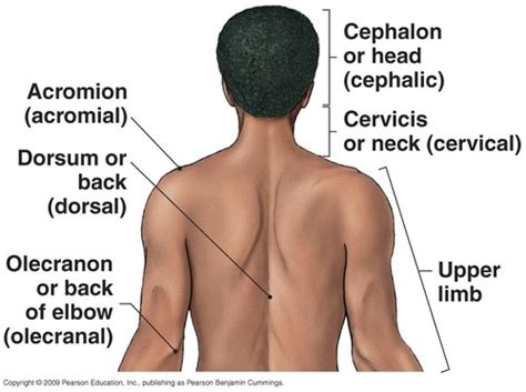 Anatomical Landmarks Posterior Flashcards Quizlet