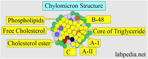 Lipoprotein:- part 4 - Chylomicron - Labpedia.net