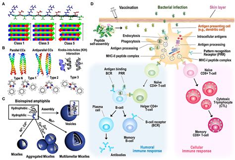 Frontiers Supramolecular Self Assembled Peptide Based Vaccines