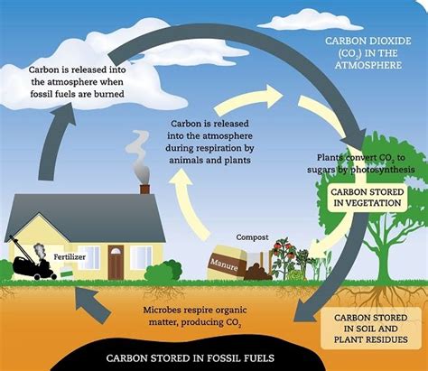 Carbon The A Level Biologist Your Hub