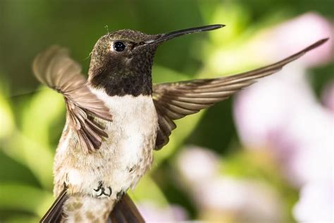 12 Amazing Black-Chinned Hummingbird Facts