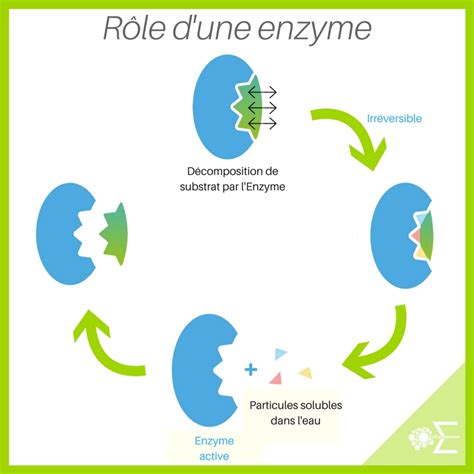 Qu Est Ce Qu Une Enzyme Et Comment Fonctionne T Elle