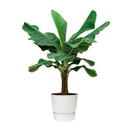 Bananenplant Musa Xl In Pot Greenville Eenvoudig En Snel Online Bestellen