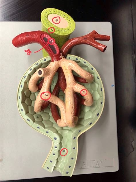 Renal Corpuscle Model Lab Diagram Quizlet