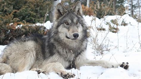 50 Amazing Grey Wolf Facts