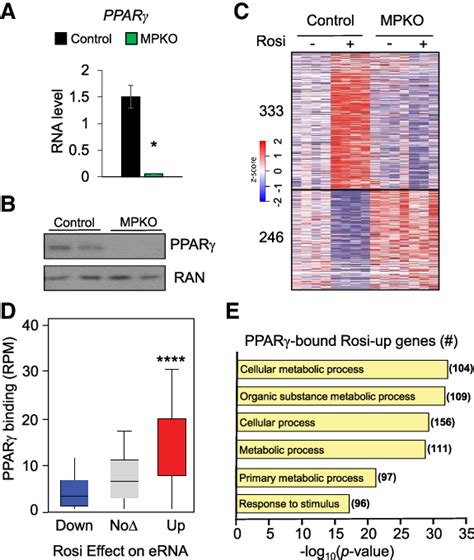 Ppar Binds At The Genome To Control Macrophage Enhancer Rna Erna And